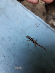 Sphaerodactylus glaucus