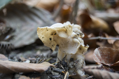 Helvella crispa