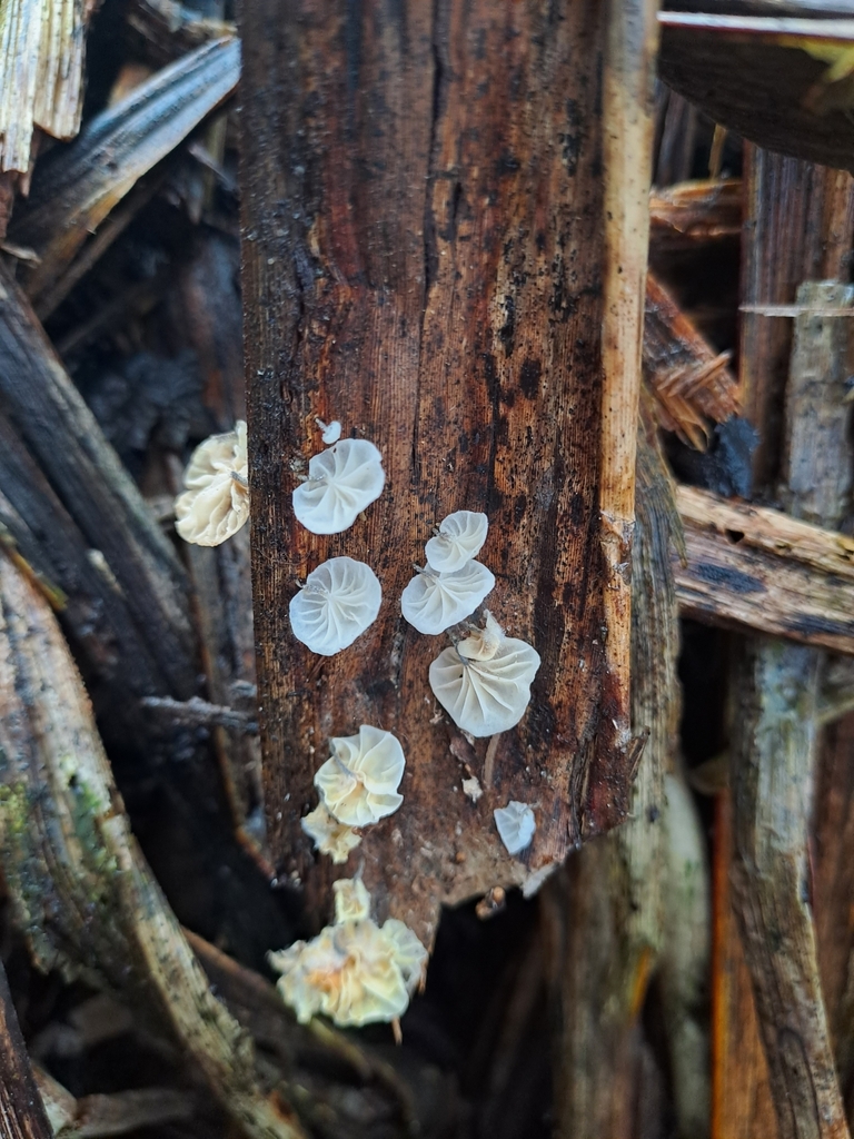 Campanella bonii · August 2025 · photo: © n_armstrong (iNaturalist, cc0)