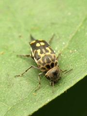 Hoshihananomia octopunctata