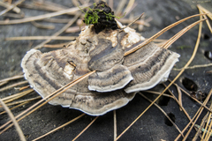 Trametes versicolor