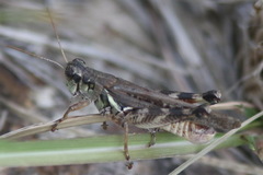 Melanoplus sanguinipes