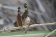 Melanoplus sanguinipes