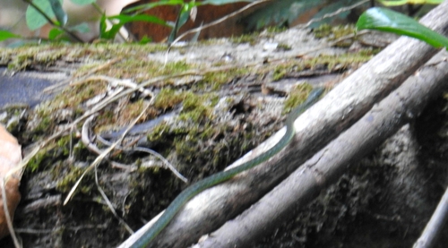 Sao Tome Wood Snake, Philothamnus thomensis