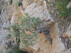 Rhamnus erythroxyloides