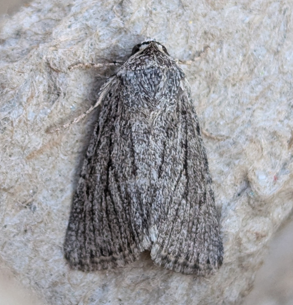 Sympistis lacticollis
