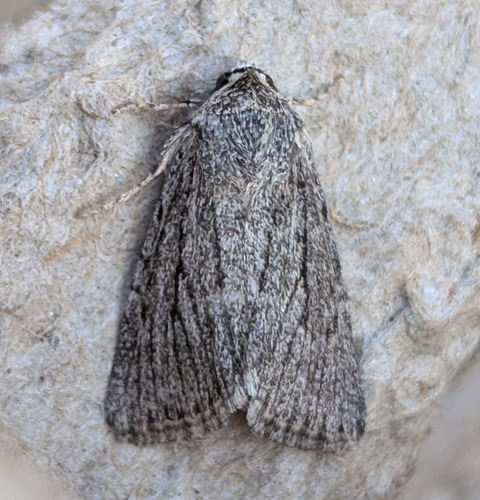 Sympistis lacticollis