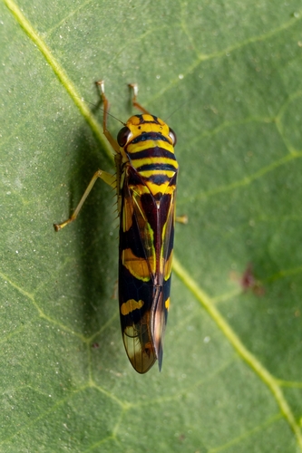 Dilobopterus vicinus