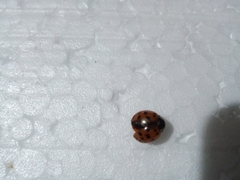 Harmonia axyridis