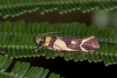 Macrobathra chrysotoxa