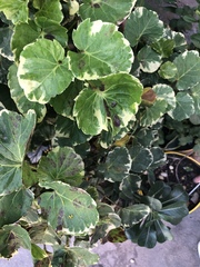 Polyscias balfouriana marginata