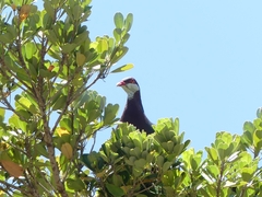 Columba vitiensis hypoenochroa