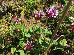 Trifolium variegatum