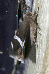Poaphilini