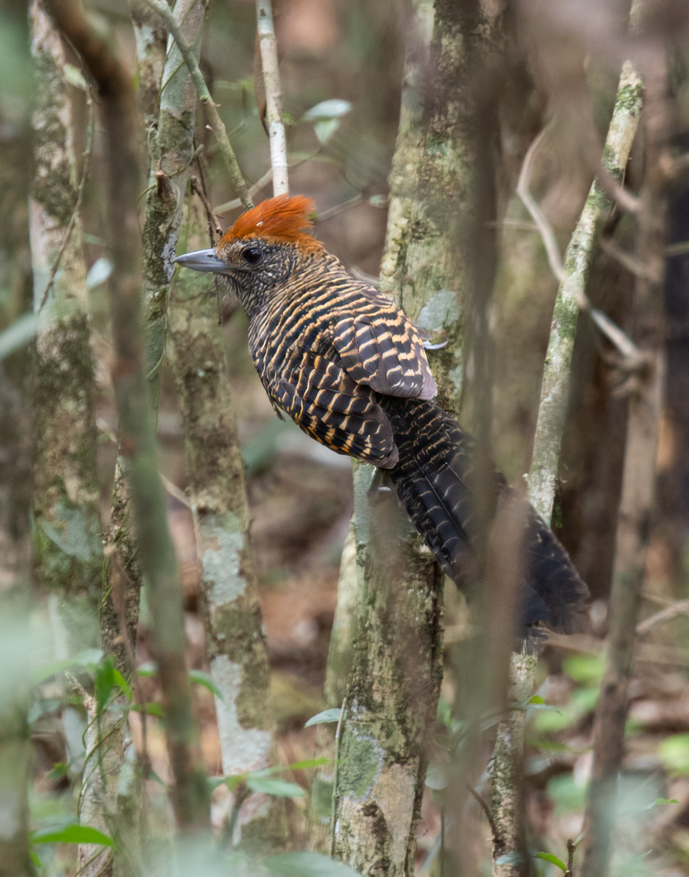 Tufted Antshrike (Mackenziaena severa), photo 8