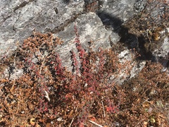 Berberis jaeschkeana