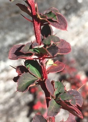 Berberis jaeschkeana