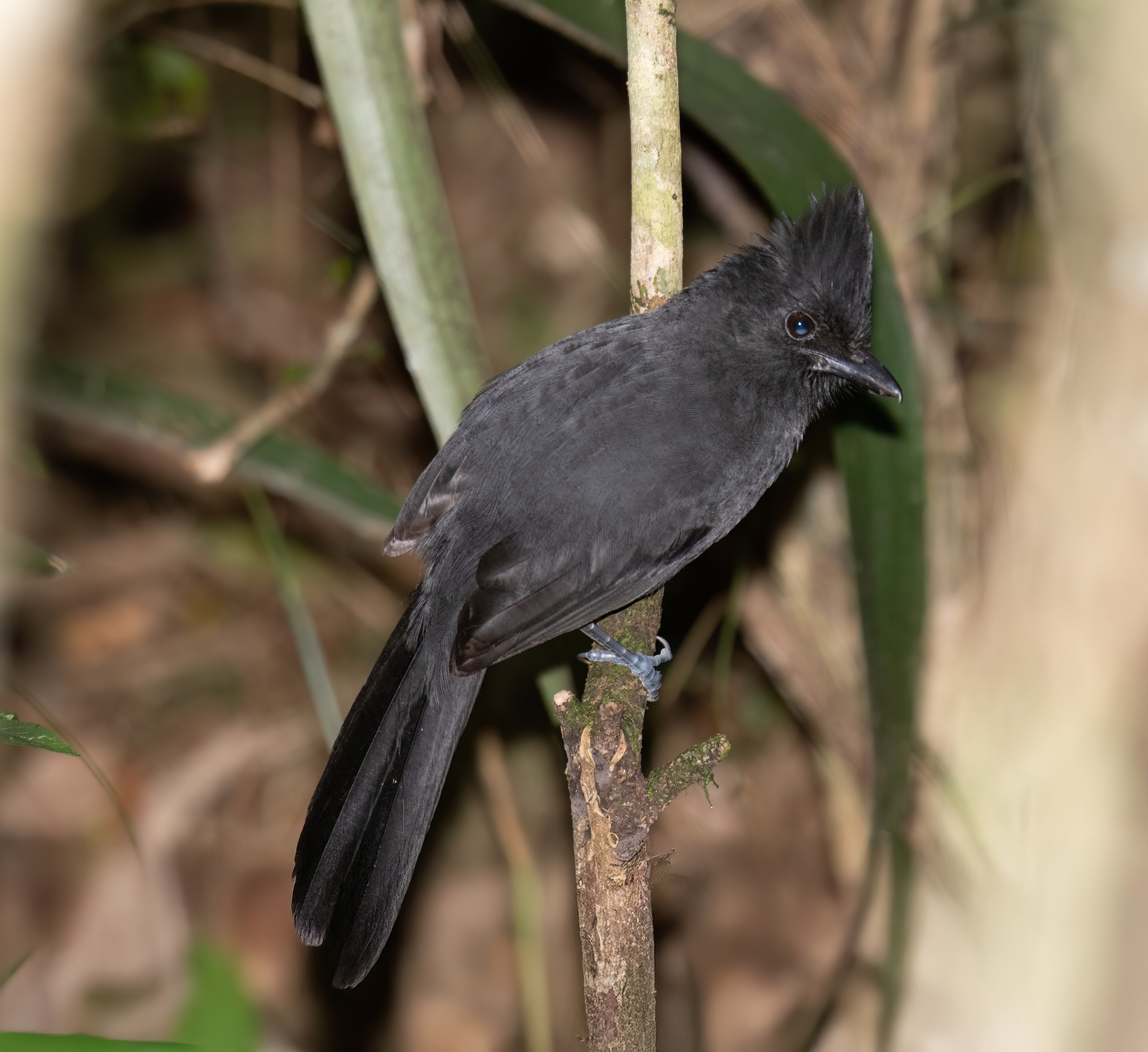 Tufted Antshrike (Mackenziaena severa), photo 7