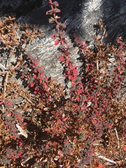 Berberis jaeschkeana