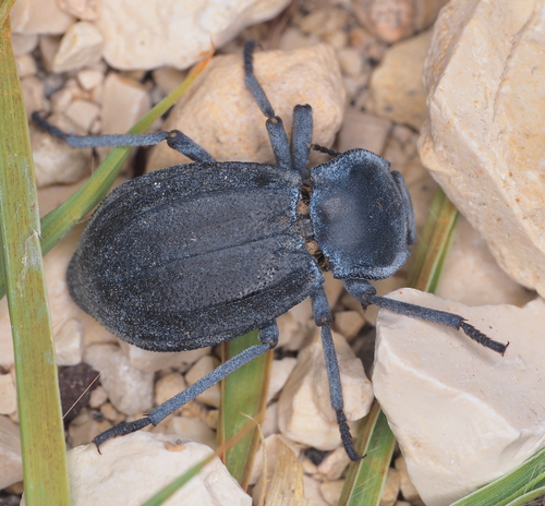 Stenomorpha furcata