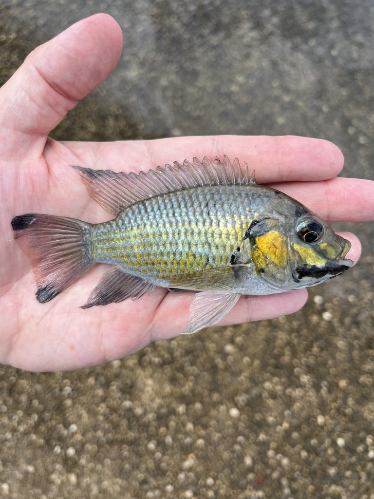 Blackchin Tilapia