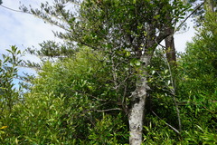 Elaeodendron curtipendulum