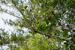 Elaeodendron curtipendulum