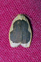 Pseudoblabes oophora