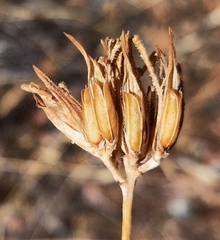 Cordylanthus rigidus