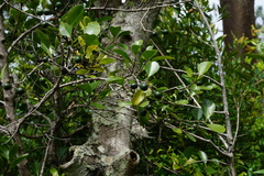 Elaeodendron curtipendulum