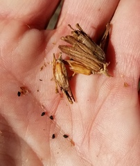 Cordylanthus rigidus