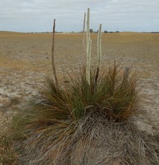 Xanthorrhoea caespitosa