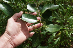 Elaeodendron curtipendulum
