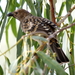 Spotted Bowerbird - Photo (c) Graham Winterflood, some rights reserved (CC BY-SA)
