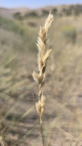 Leymus flavescens, 2025-08-30