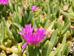 Carpobrotus glaucescens