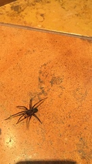 Zoropsidae