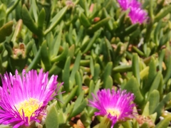 Carpobrotus glaucescens