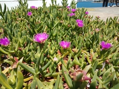 Carpobrotus glaucescens