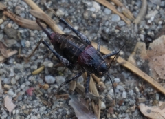 Phymonotus jacintotopos