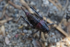 Phymonotus jacintotopos