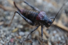 Phymonotus jacintotopos