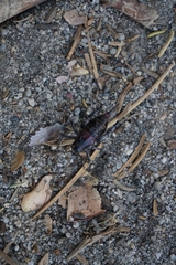 Phymonotus jacintotopos