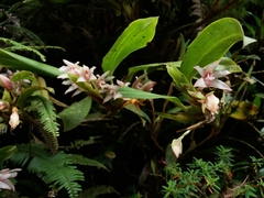 Maxillaria sigmoidea image