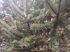 Abies spectabilis