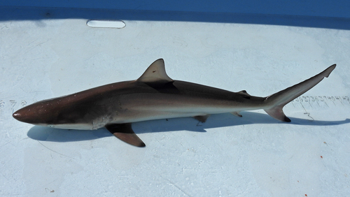Spinner Shark photographed in Maryland