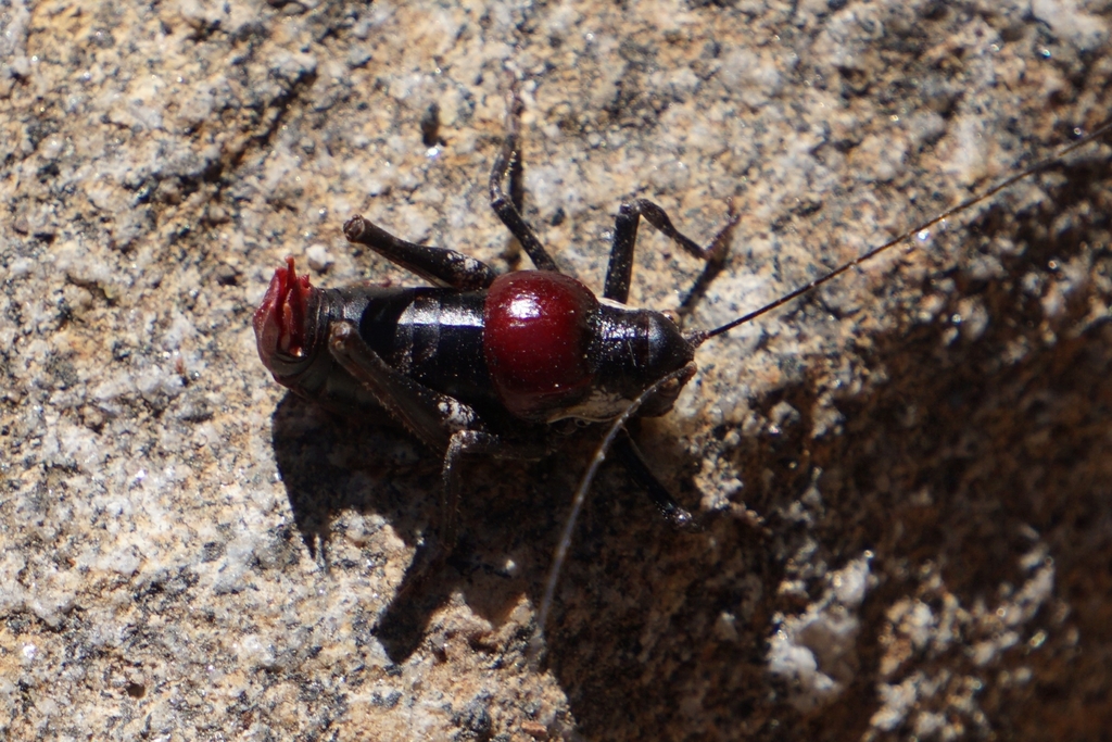 San Jacinto Shield-backed Katydid