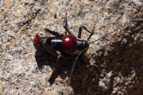 San Jacinto Shield-backed Katydid