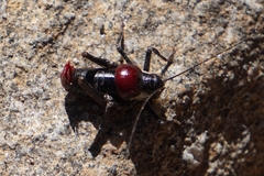Phymonotus jacintotopos