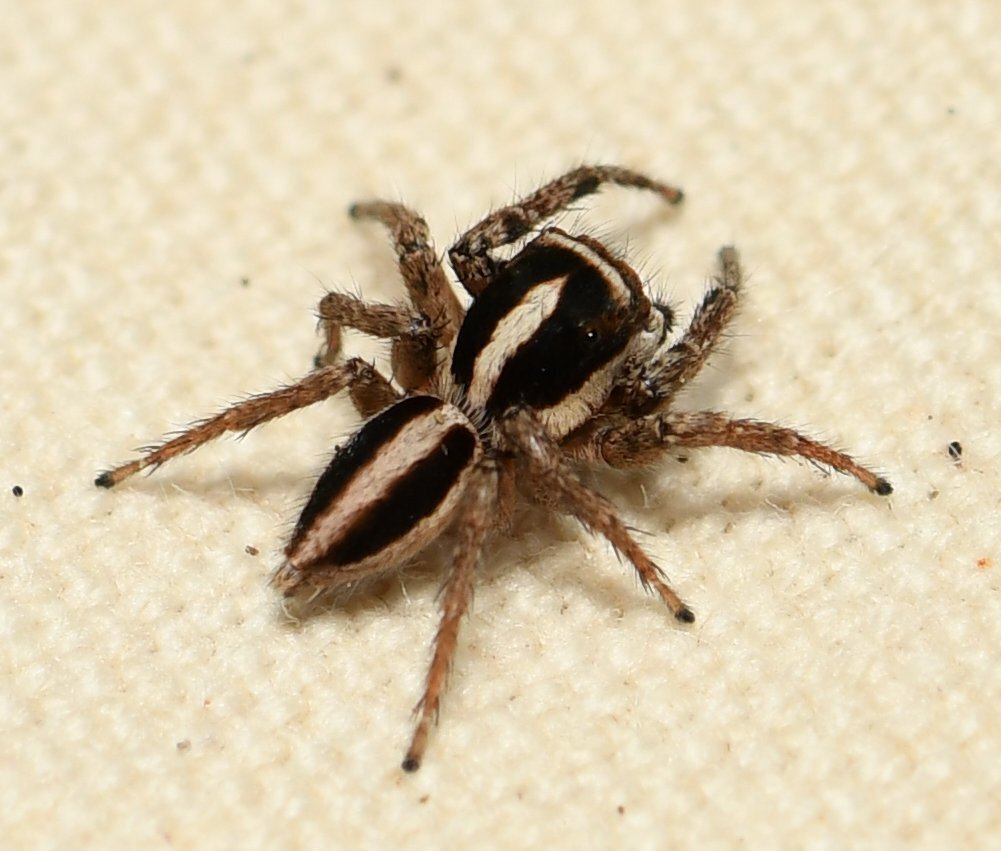 Jumping spider